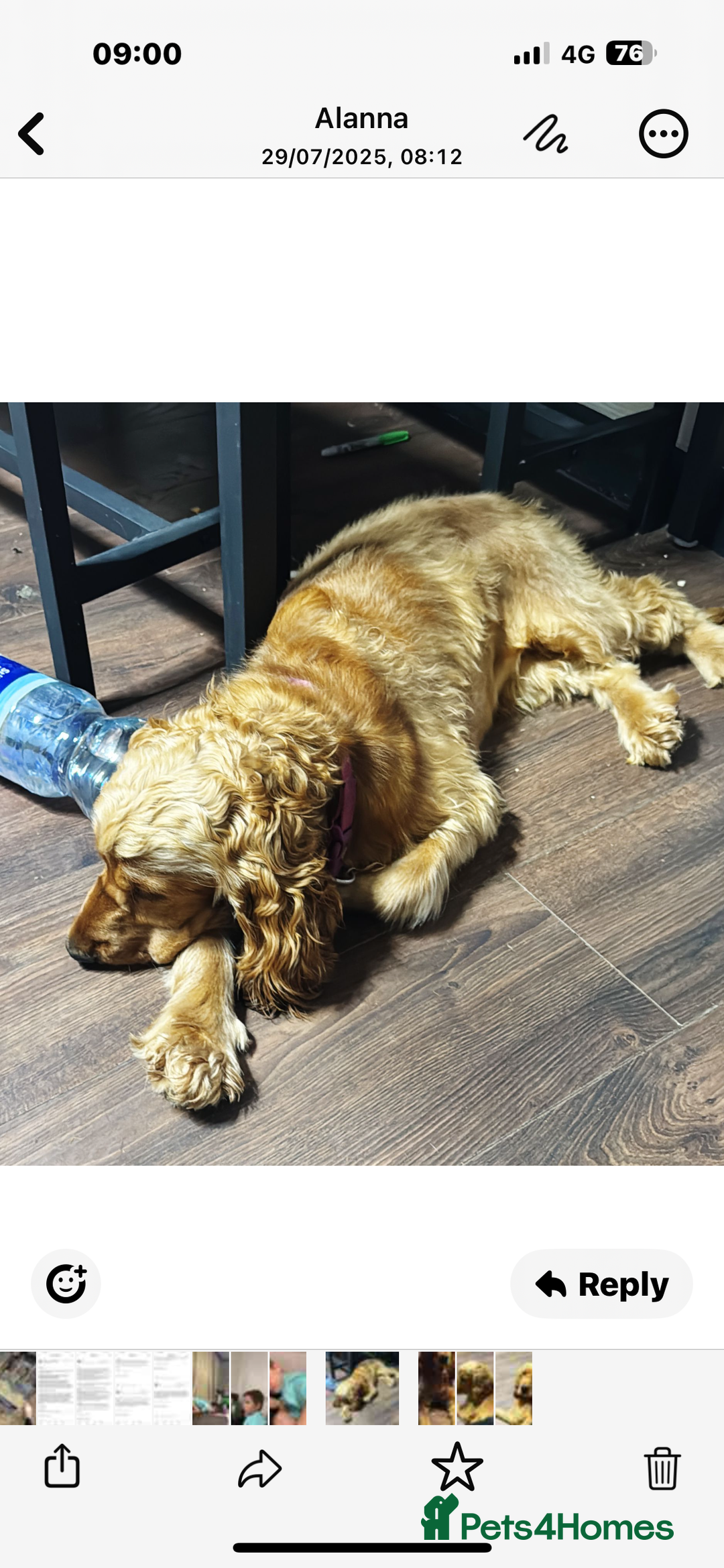 Cocker Spaniel dogs for sale: Beautiful Summer - Image 2