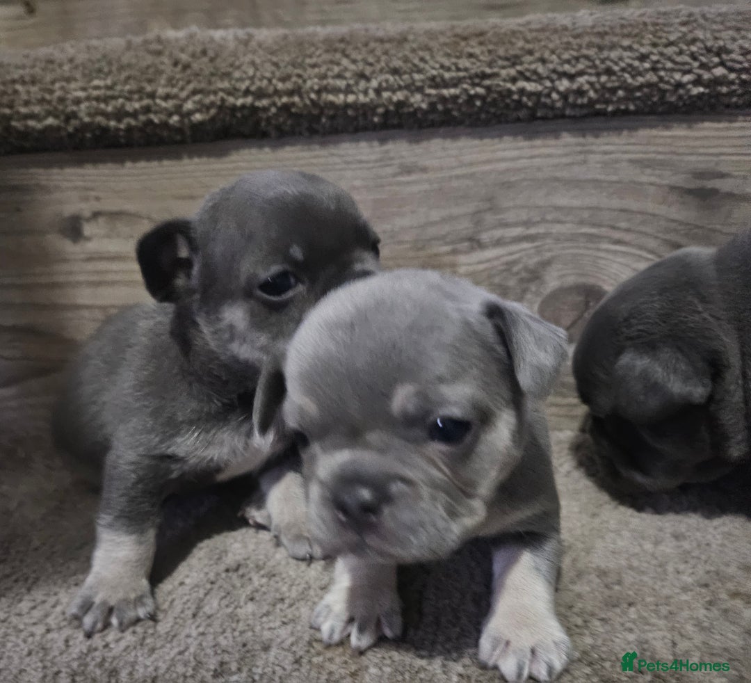 French Bulldog dogs for sale: French bulldog frenchie puppies  - Advert 7