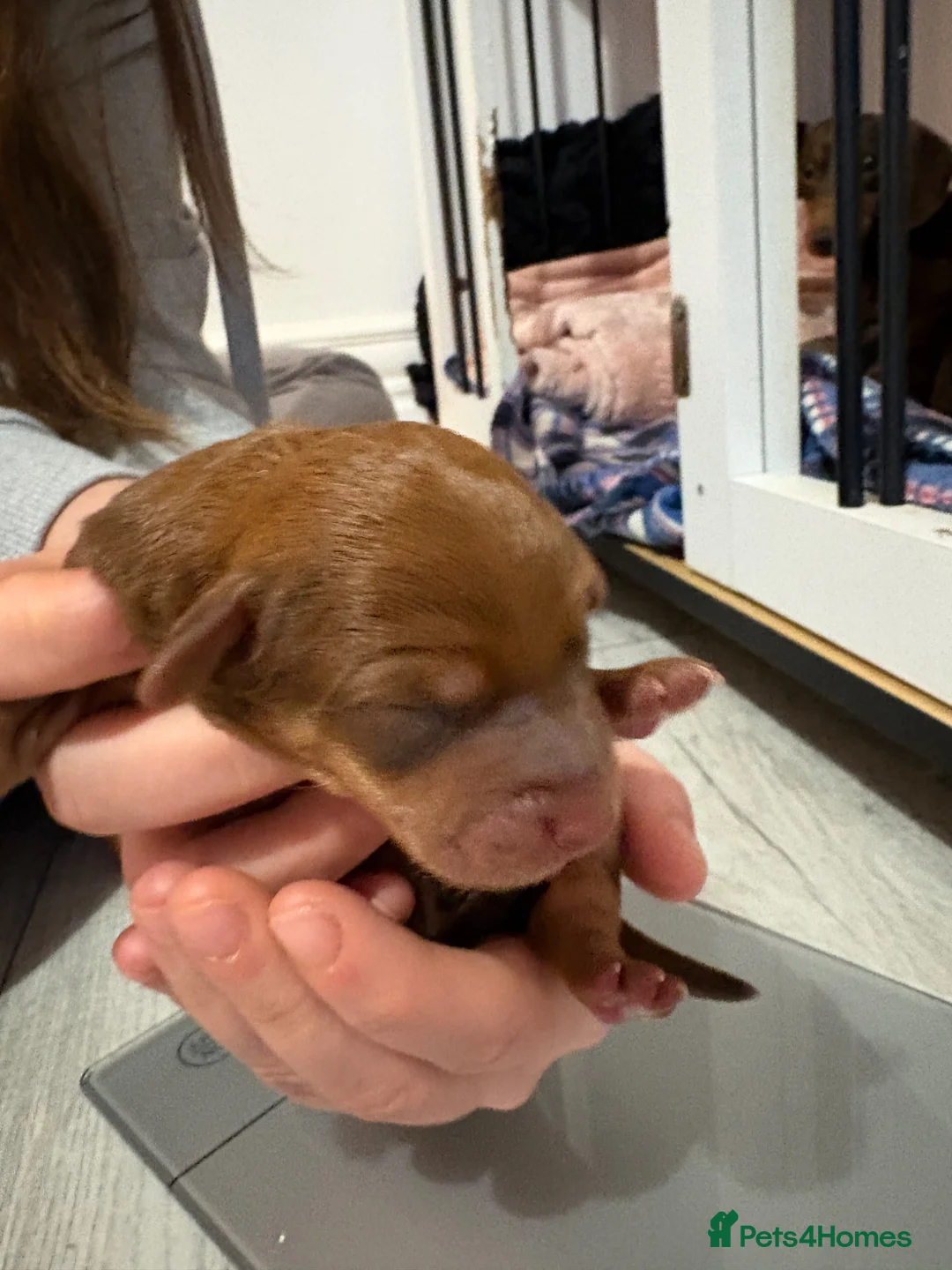 Mixed Breed dogs for sale: Schweenie pups ready 13th July 4 girls 1 boy  in Westcliff-on-Sea - Advert 10