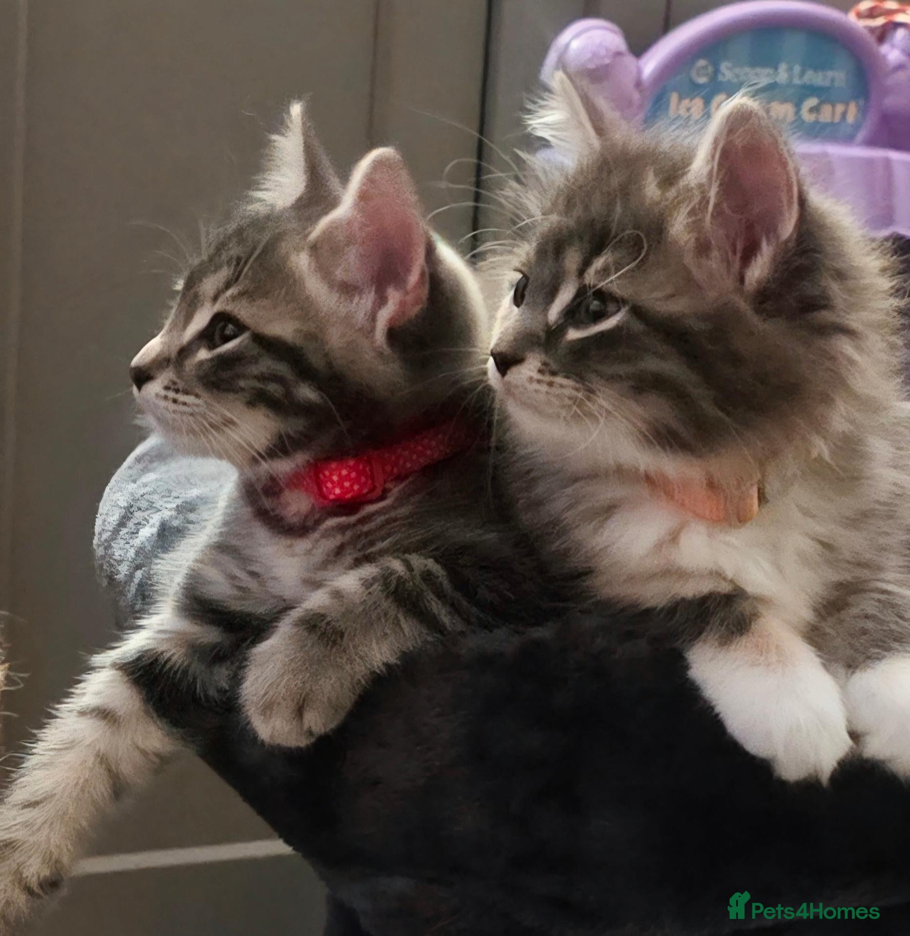 British Longhair cats One British long haired and one short haired.  - Advert 1