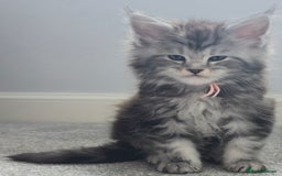 Maine Coon cats for sale: Maine Coon Kittens - Image 9