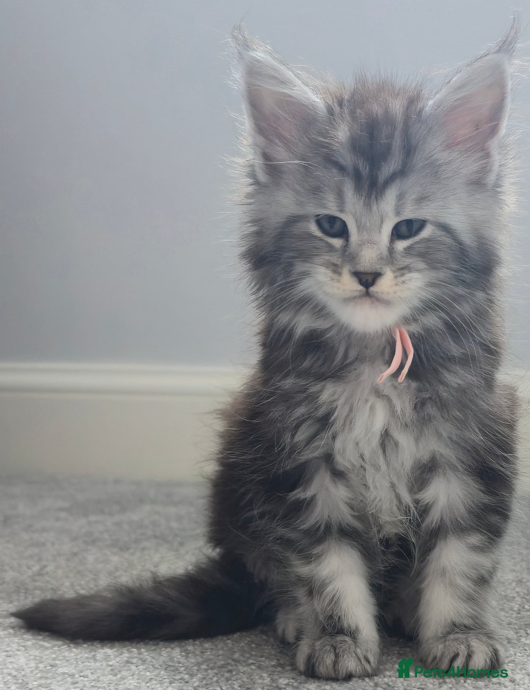 Maine Coon cats for sale: Maine Coon Kittens - Image 9