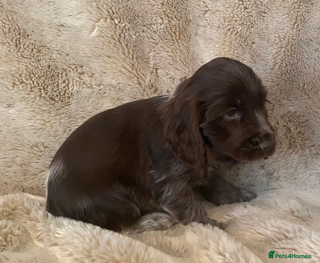 Cocker Spaniel dogs for sale: Adorable show cocker puppies - Image 14