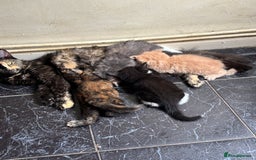 Maine Coon cats for sale: Maine coon kittens for sale  - Image 6