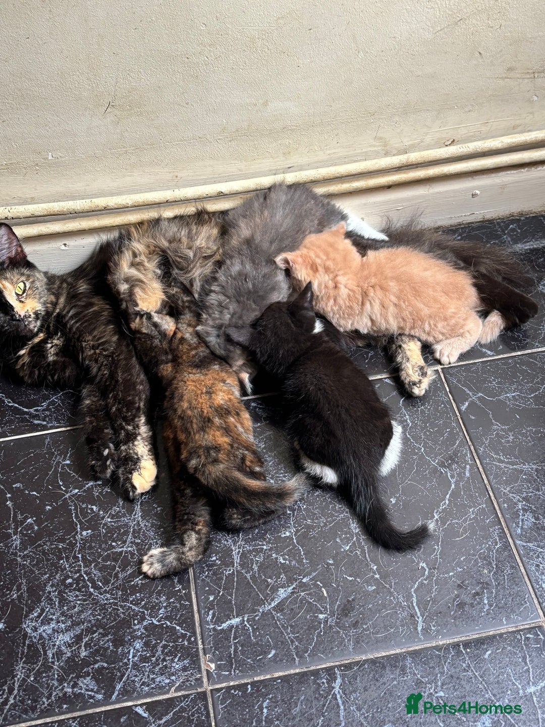 Maine Coon cats for sale: Maine coon kittens for sale  - Image 6