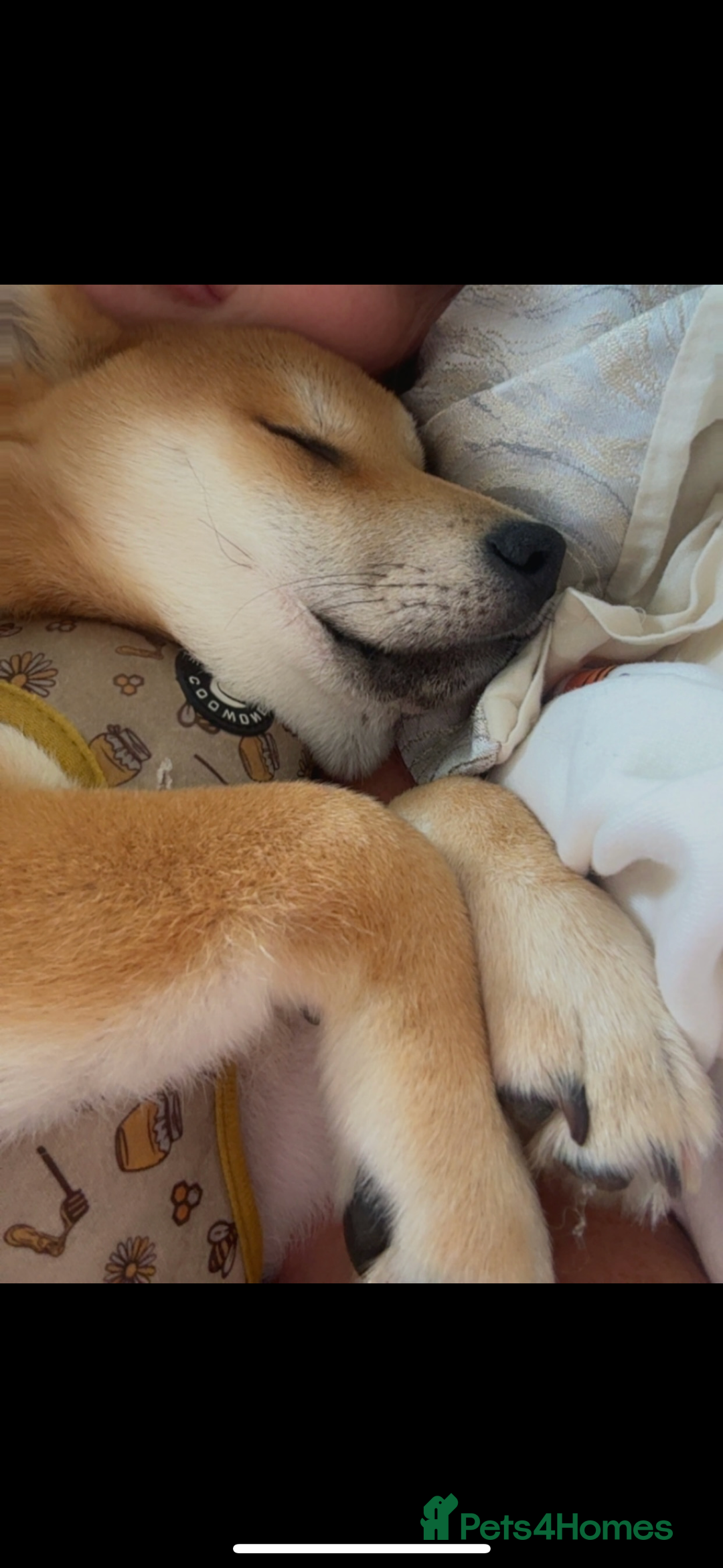 Japanese Shiba Inu dogs for sale: Japanese Shiba Inu - Advert 2