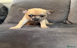 Mixed Breed dogs for sale: 5 x French Pomerdogs - Image 10