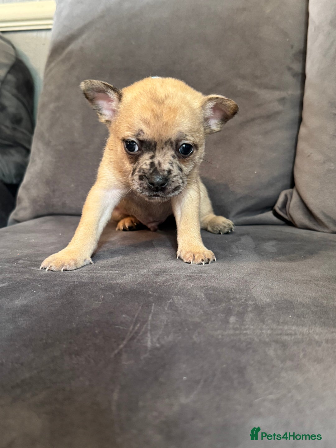 Mixed Breed dogs for sale: 5 x French Pomerdogs - Image 10