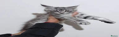 Maine Coon Kitten 2