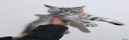 Maine Coon cats for sale: Full Pedigree Maine Coon Kittens  - Advert 2