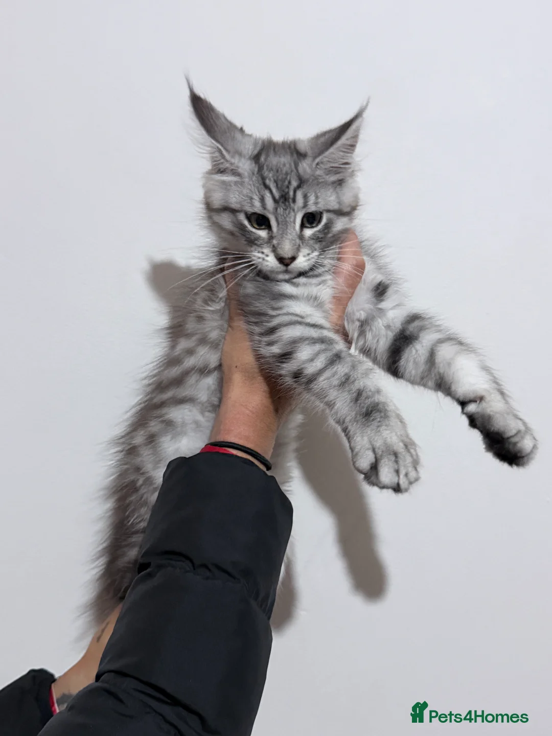 Maine Coon cats for sale: Full Pedigree Maine Coon Kittens  - Advert 2