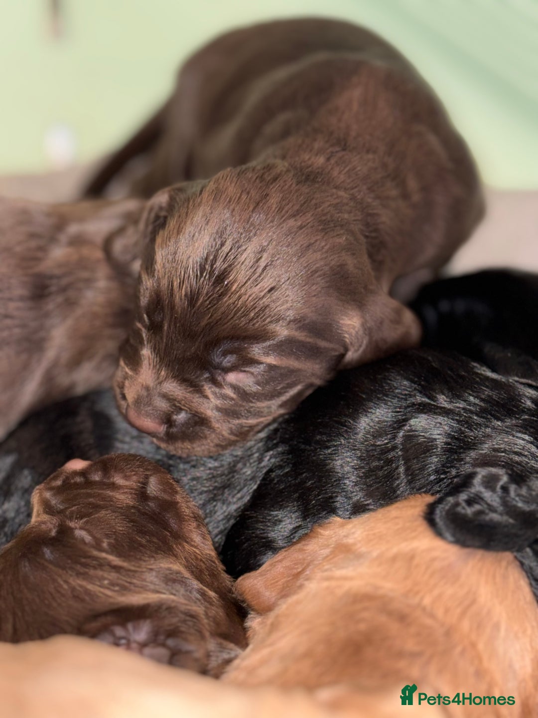 Cocker Spaniel dogs for sale: Cocker spaniel puppies - Image 3