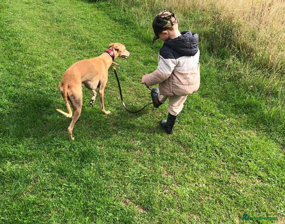 Whippet dogs for sale: Adorable KC reg Whippet puppies 🩷💙 - Image 17