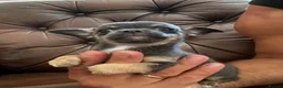 Chihuahua dogs for sale: 3 beautiful chihuahua pups - Advert 20