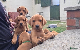 Labrador Retriever dogs for sale: KC Registered Fox Red Labrador Puppies - Image 33