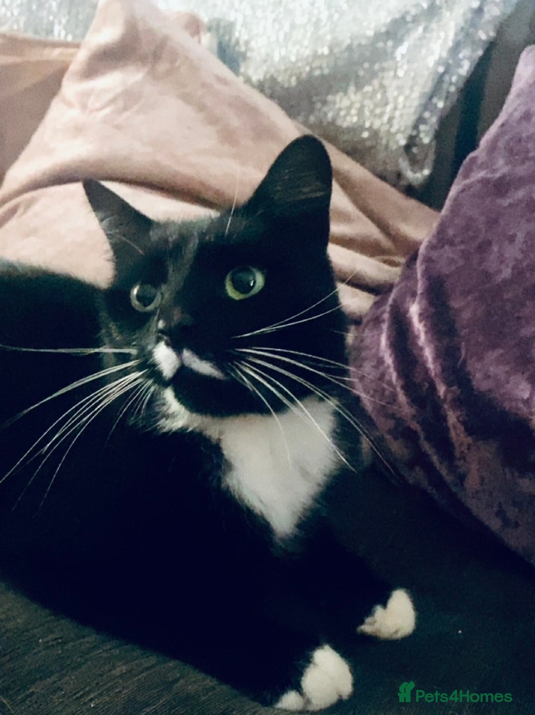 Bengal cats for sale: Black white tuxedo cat  - Advert 4