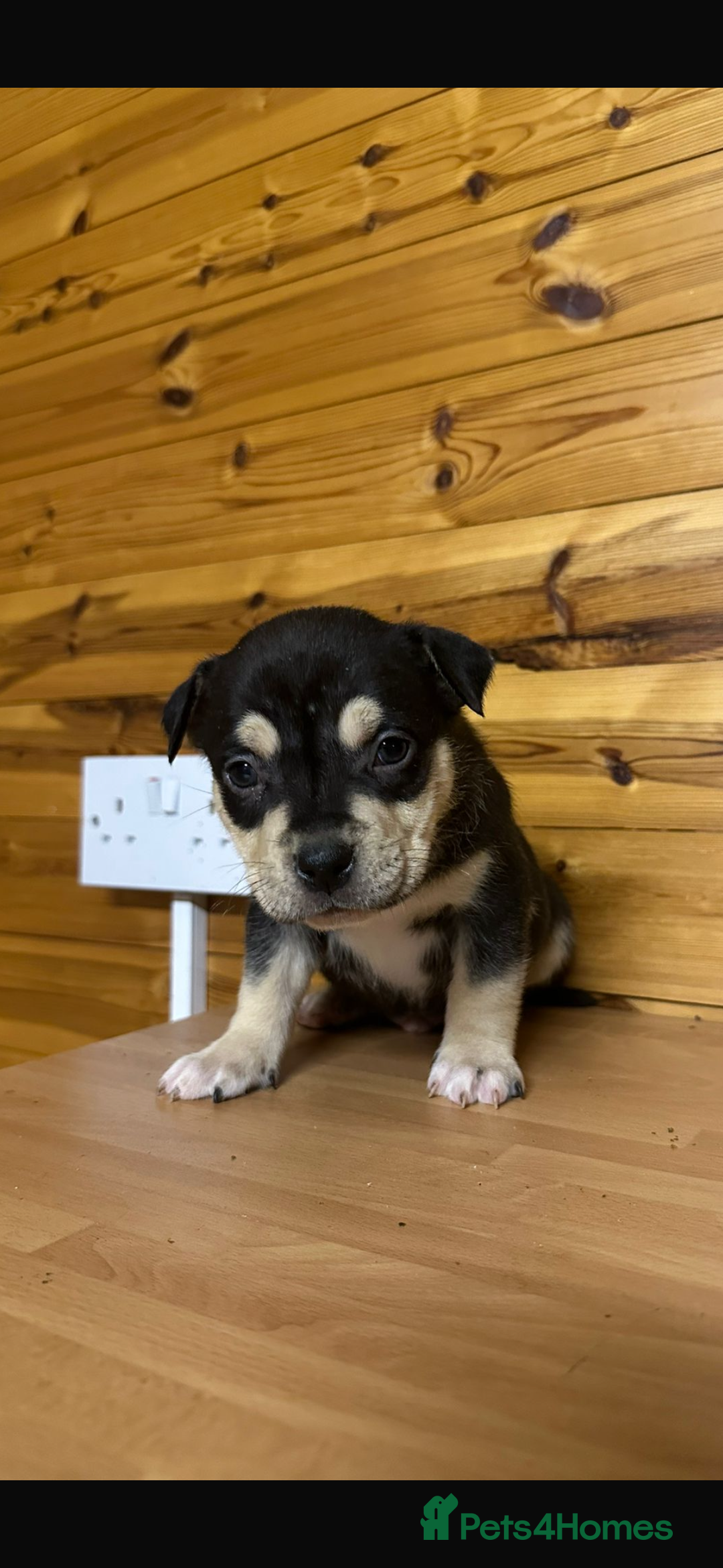 American Bully dogs for sale: Pocket BULLYS  - Advert 6