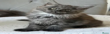 Maine Coon 1