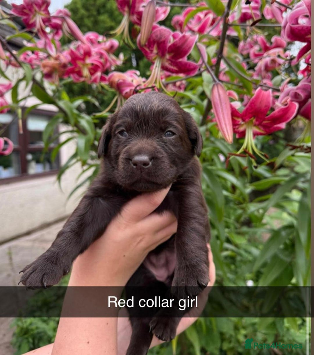 Labrador Retriever dogs for sale: Labrador Retriever Puppies - Image 12