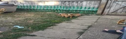 Pomeranian dogs for sale: 1 girl and 2boys - Advert 3