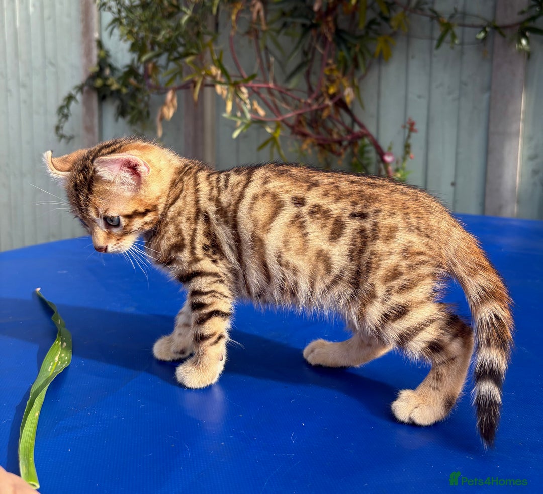 Keetso cats for sale: Stunning golden keetsos  - Image 25
