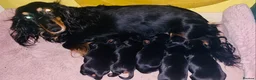 Miniature Dachshund dogs for sale: Longhaired mini dachshund  - Advert 2