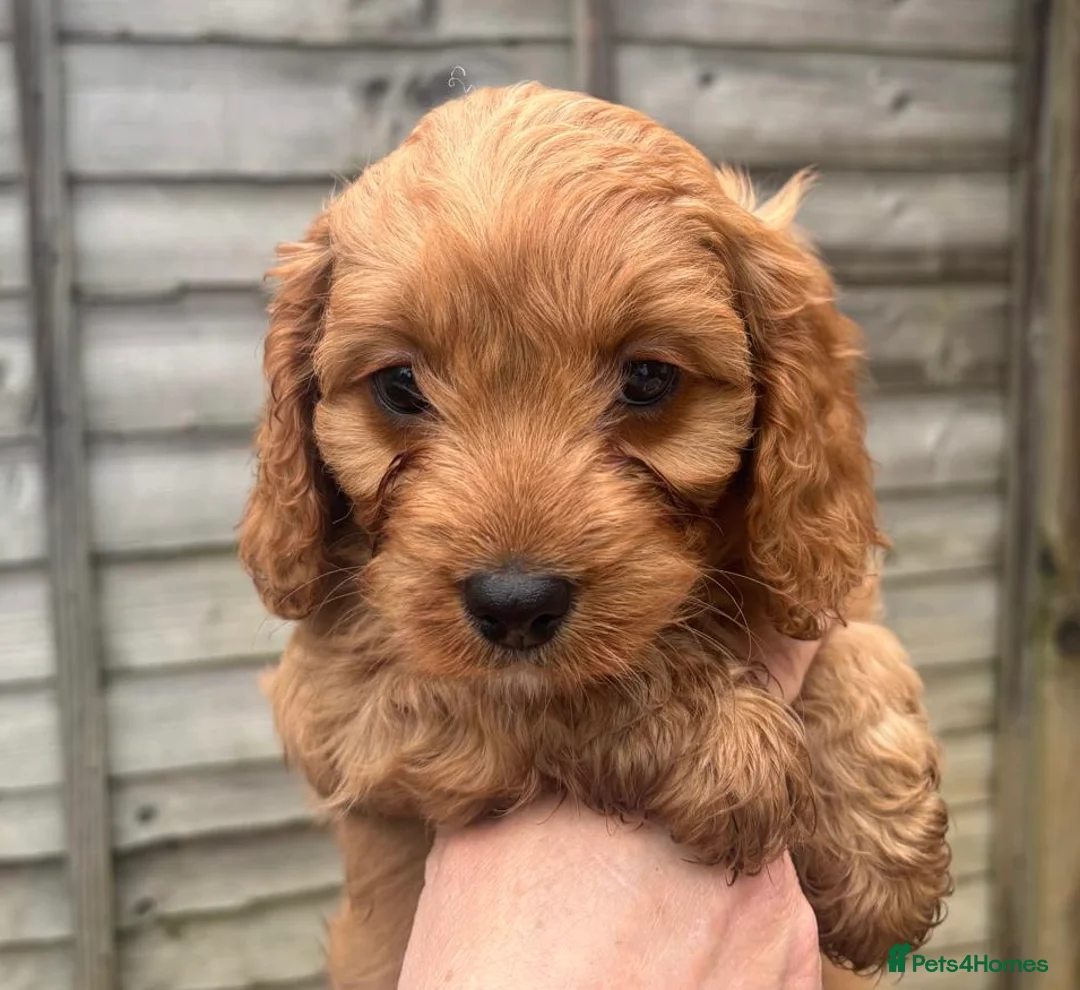 Cavapoo dogs for sale: Beautiful Cavapoo pups - Advert 6