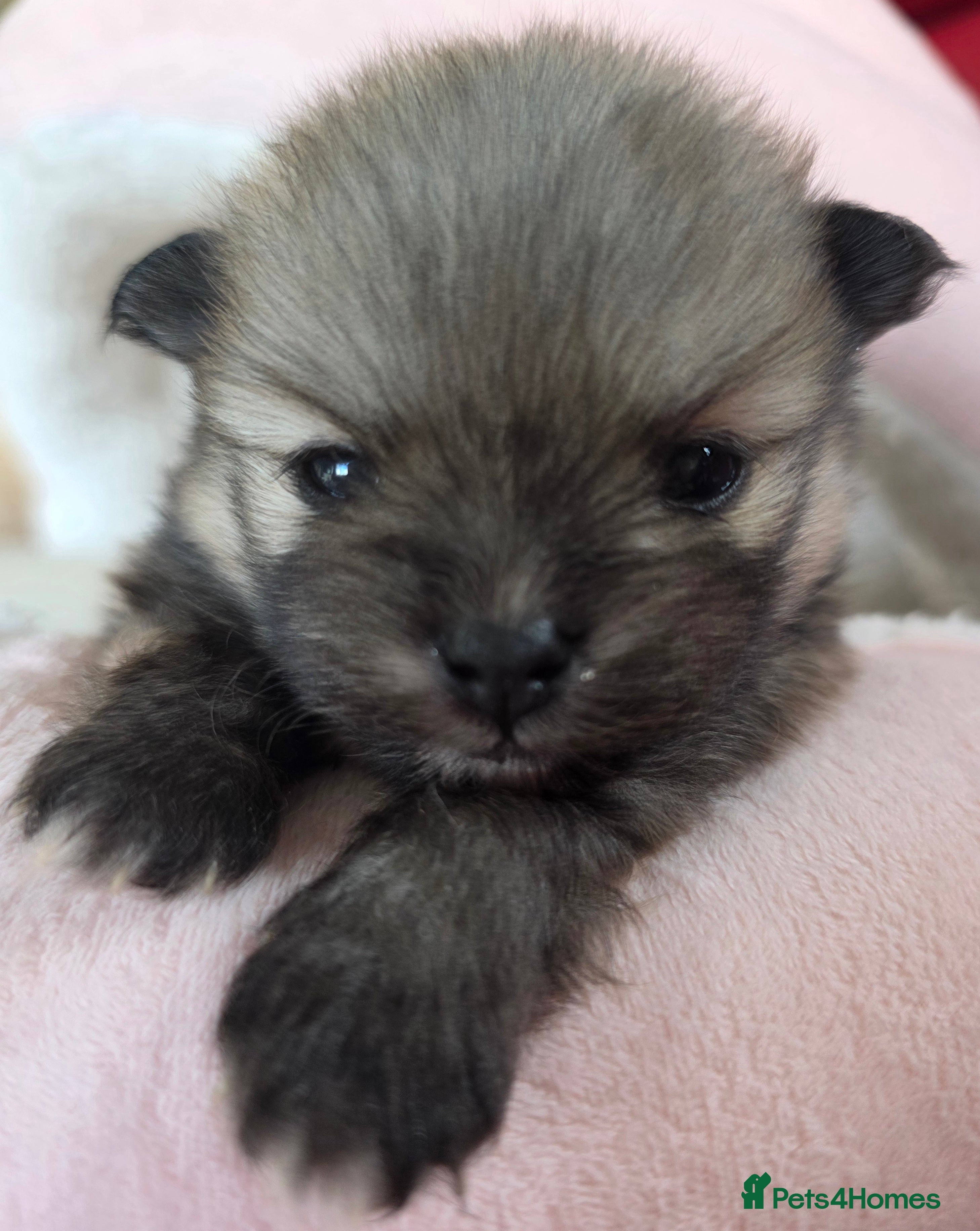 Pomeranian dogs KC registered Pomeranian Male Pups - Advert 7