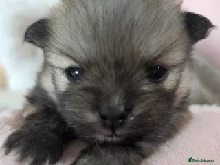 Pomeranian dogs KC registered Pomeranian Male Pups - Advert 7
