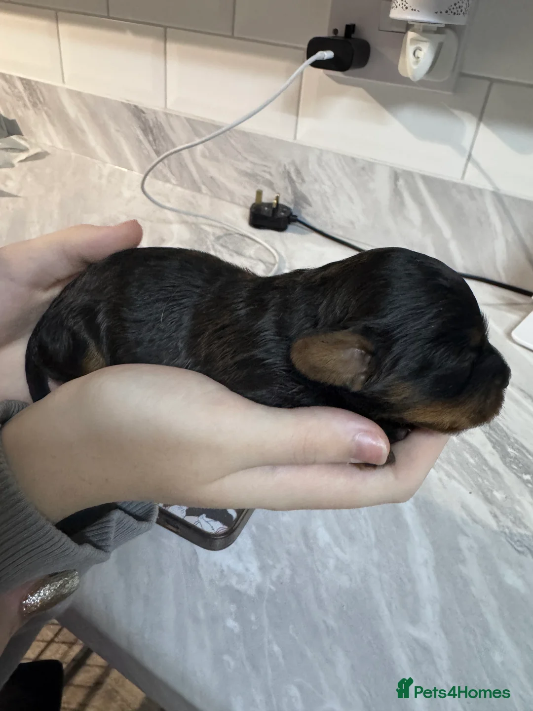 Doxiepoo dogs for sale: Beautiful doxipoo baby’s  - Advert 17
