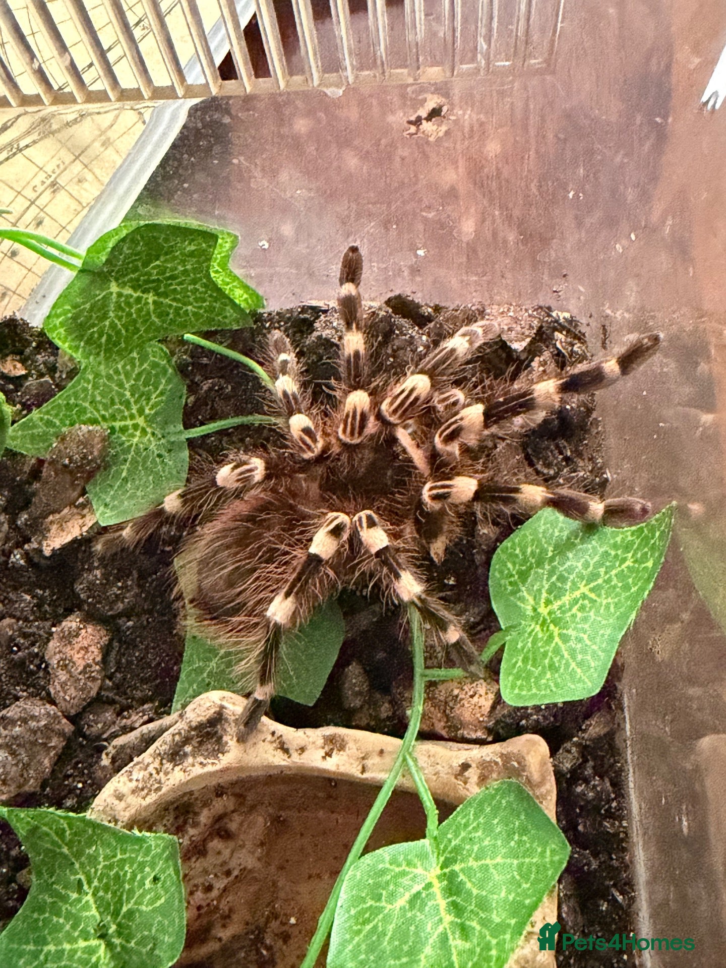 Tarantulas invertebrates Tarantulas for sale - Advert 2