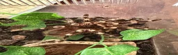 Tarantulas invertebrates for sale: Tarantulas for sale in Warrington - Advert 4