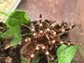 Tarantulas invertebrates Tarantulas for sale - Advert 2