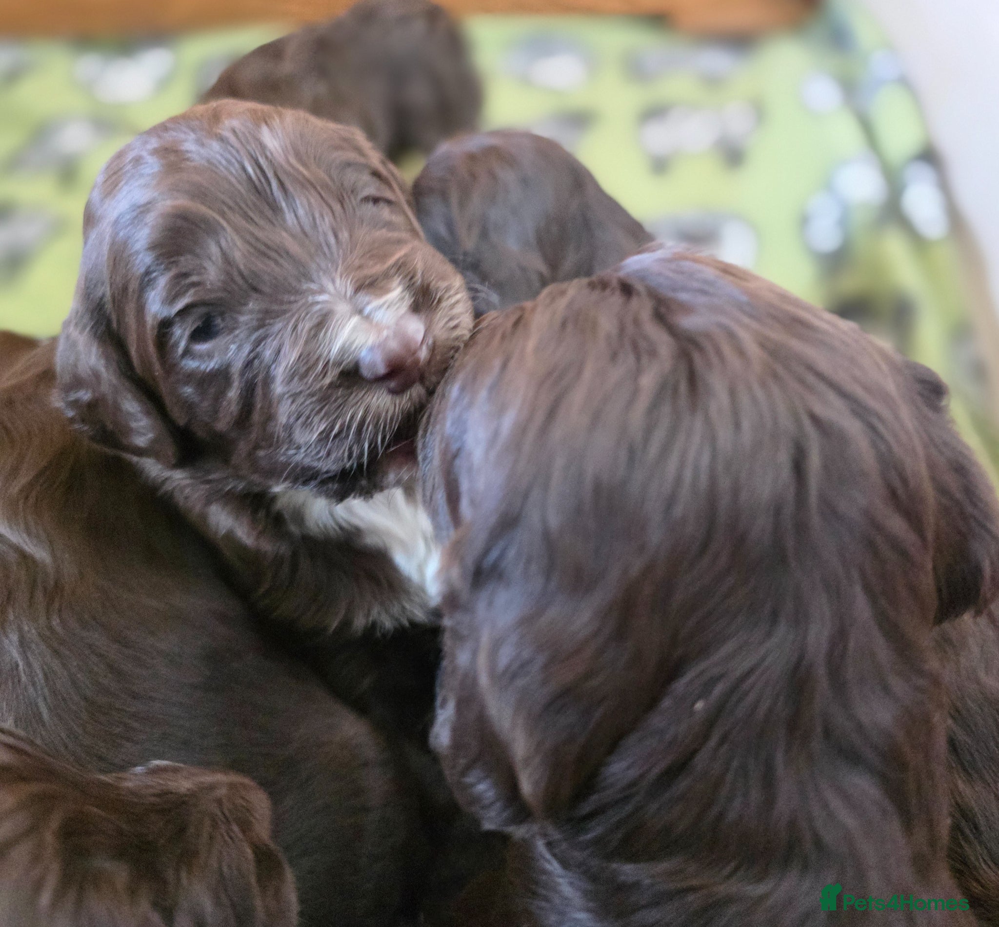 Cockapoo dogs Cockerpoo puppies F1 stunning mixed litter  - Advert 4