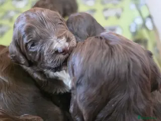 Cockapoo dogs Cockerpoo puppies F1 stunning mixed litter - Advert 3