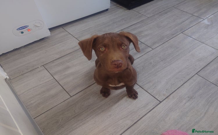 Mixed Breed dogs - Advert 6