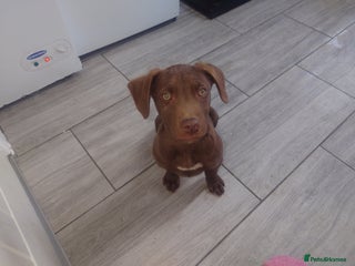 Mixed Breed dogs - Advert 24