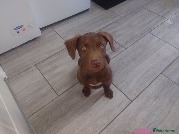 Mixed Breed dogs - Advert 6