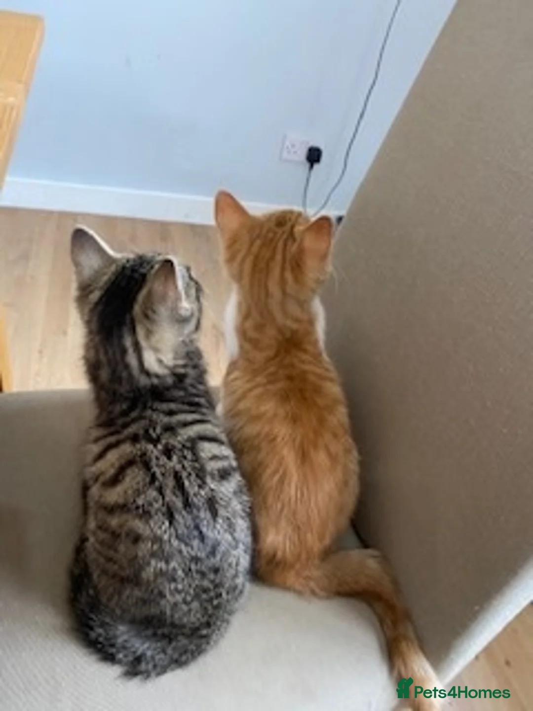 Mixed Breed cats for sale: 2 bonded cats looking for forever home - Advert 6