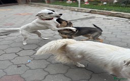 Mixed Breed dogs for adoption: MOCHI – a Superb young Girl for a Loving Home - Advert 36