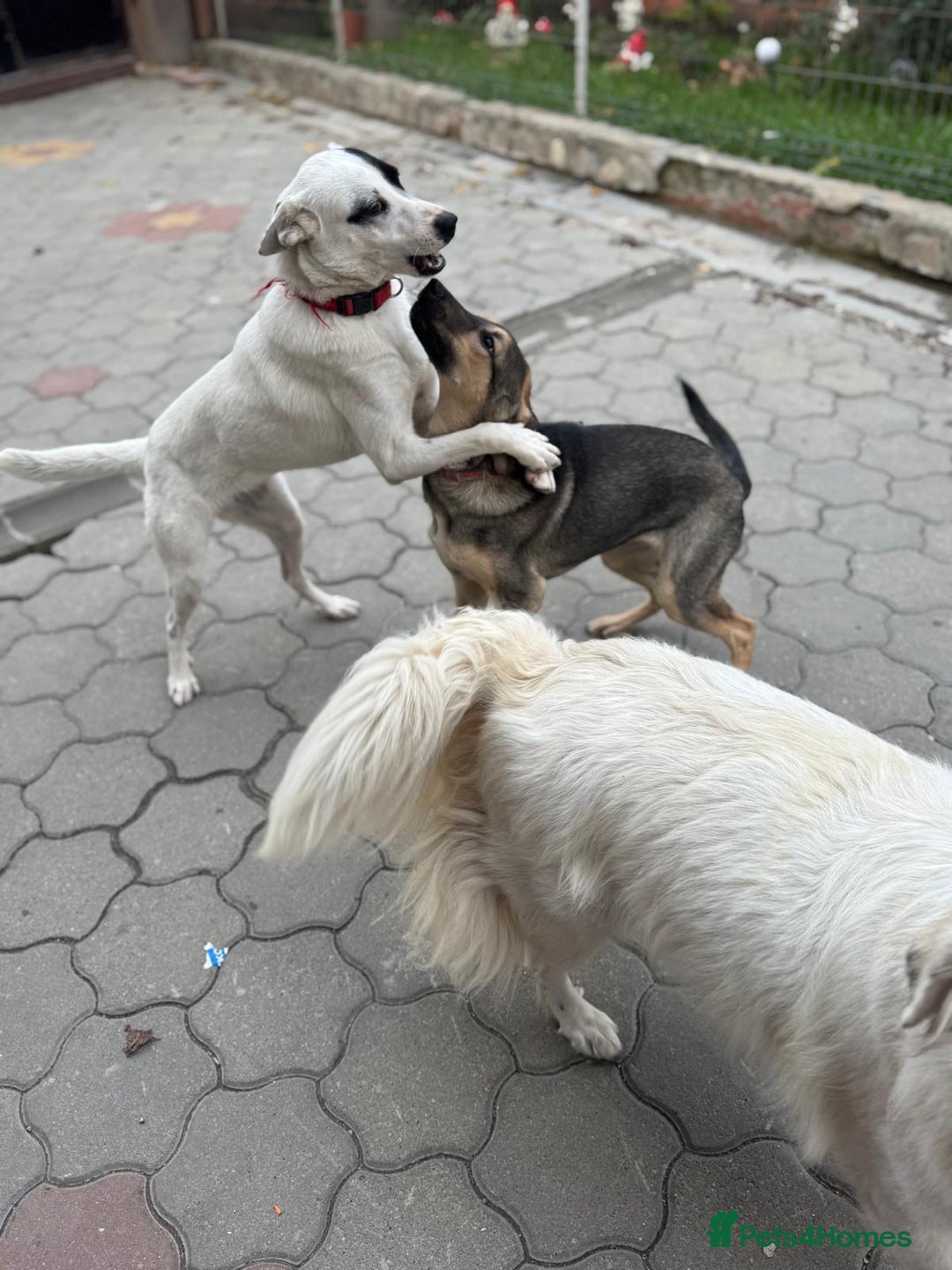 Mixed Breed dogs for adoption: MOCHI – a Superb young Girl for a Loving Home - Advert 36