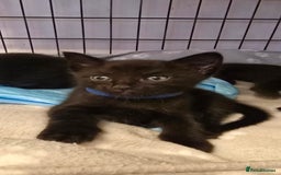 Siamese cats for sale: Siamese X British short hair *2 available  - Image 4