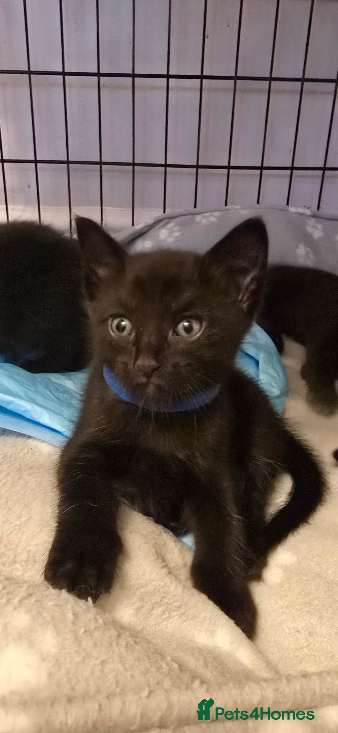 Siamese cats for sale: Siamese X British short hair *2 available  - Image 4