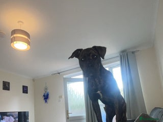 Mixed Breed dogs - Advert 28