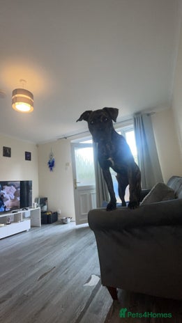 Mixed Breed dogs - Advert 2