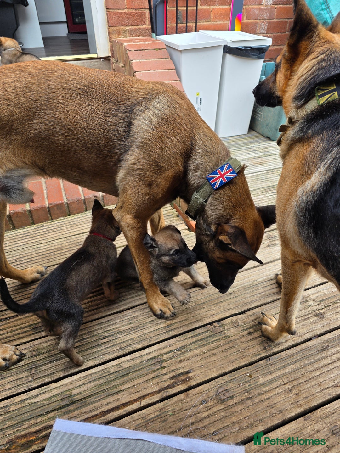 Mixed Breed dogs for sale: 11 german shepherd X Belgium malinois in Exmouth - Image 2