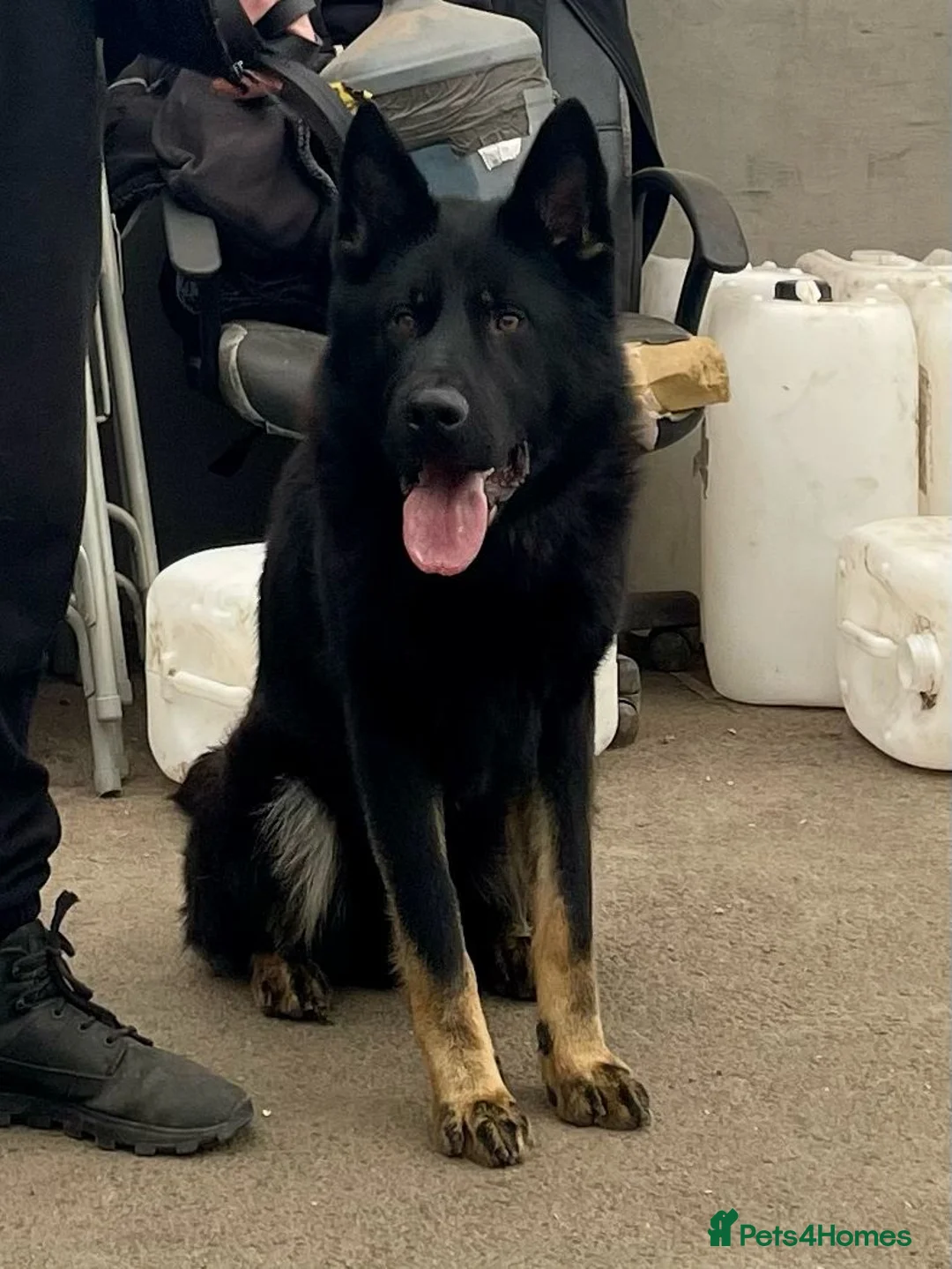 German Shepherd dogs for sale: German Shepherd. Fully health tested.Kc register - Advert 10