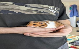Hamster rodents for sale: Beautiful Syrian hamster - Image 1