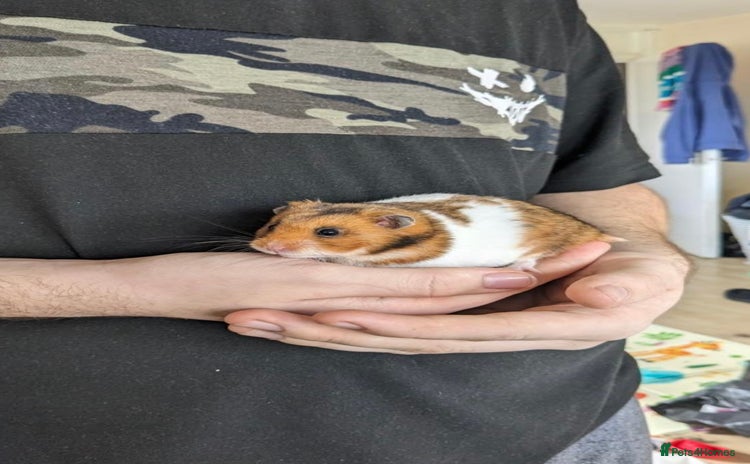 Hamster rodents - Advert 9
