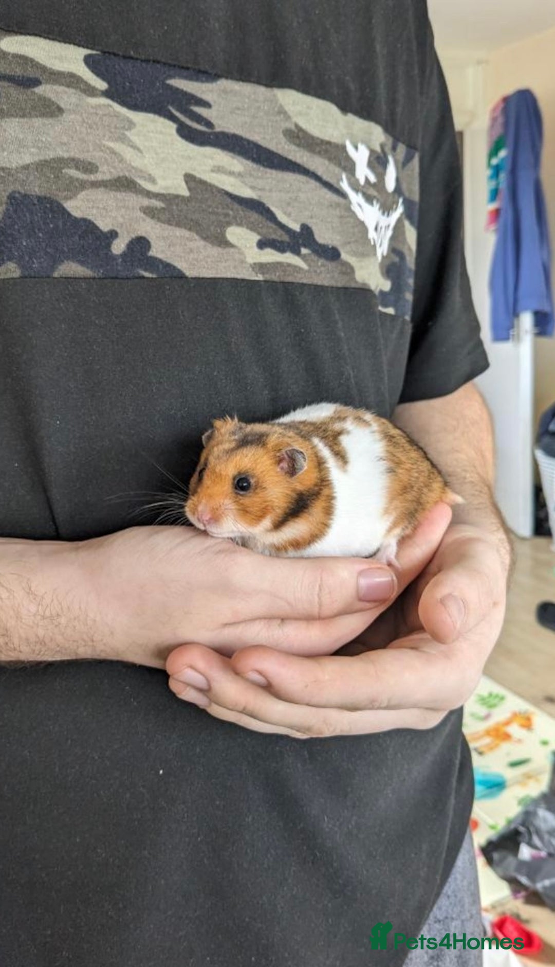 Hamster rodents for sale: Beautiful Syrian hamster - Image 1